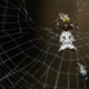 What is the spiritual significance of orb weavers