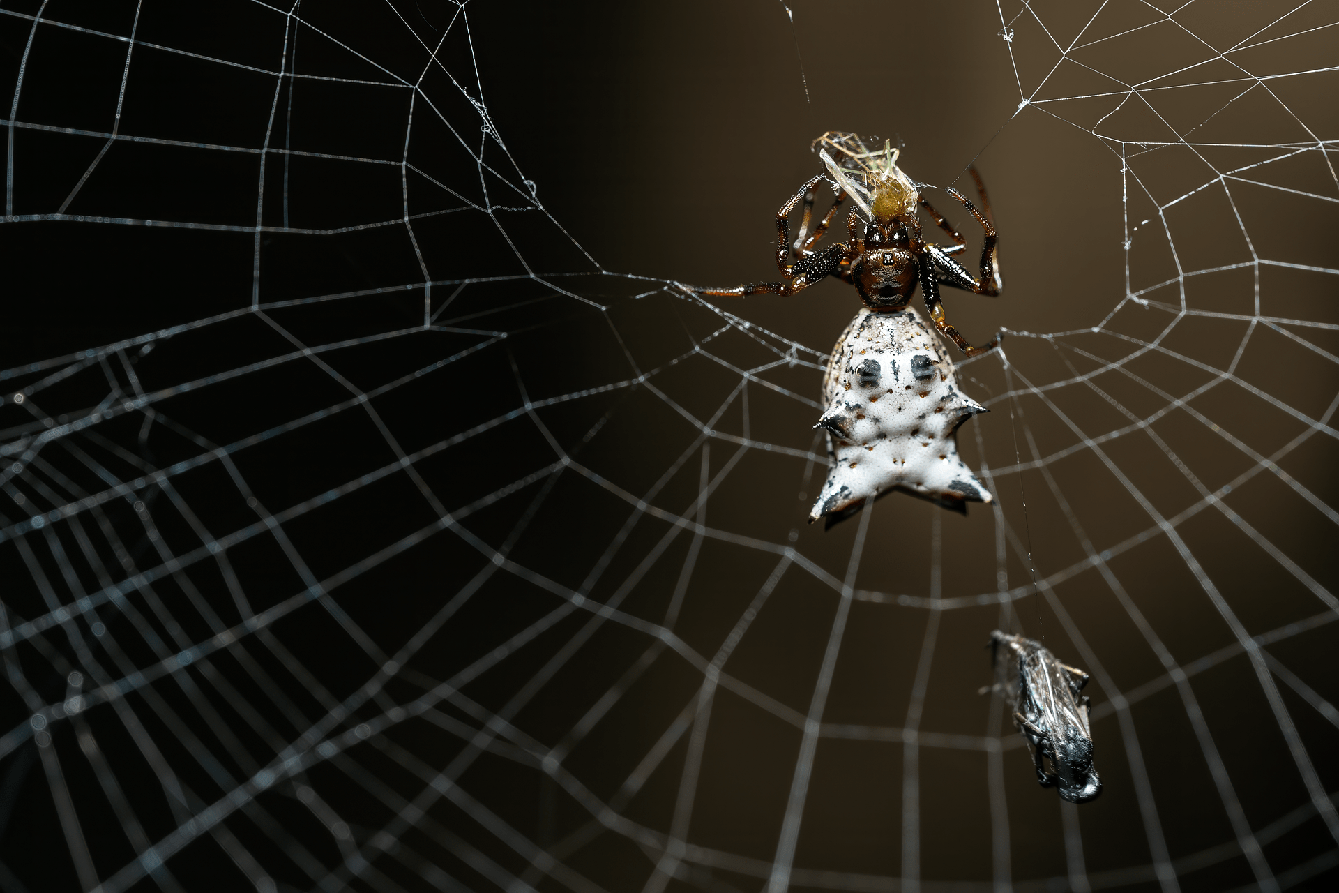 What is the spiritual significance of orb weavers