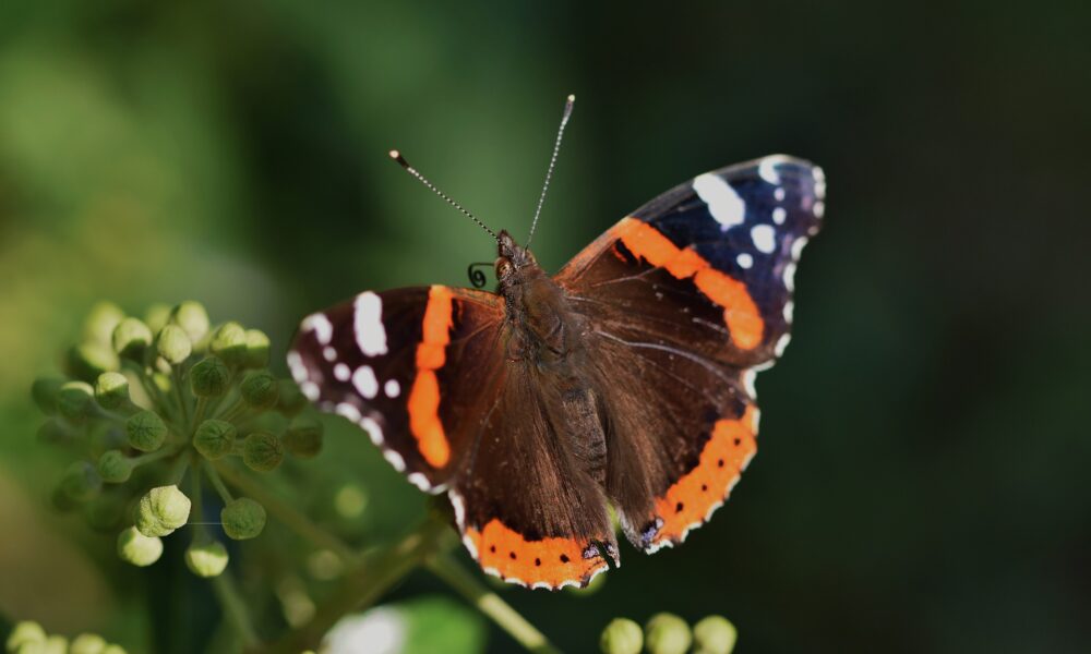 What is the spiritual significance of the red admiral butterfly