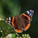 What is the spiritual significance of the red admiral butterfly