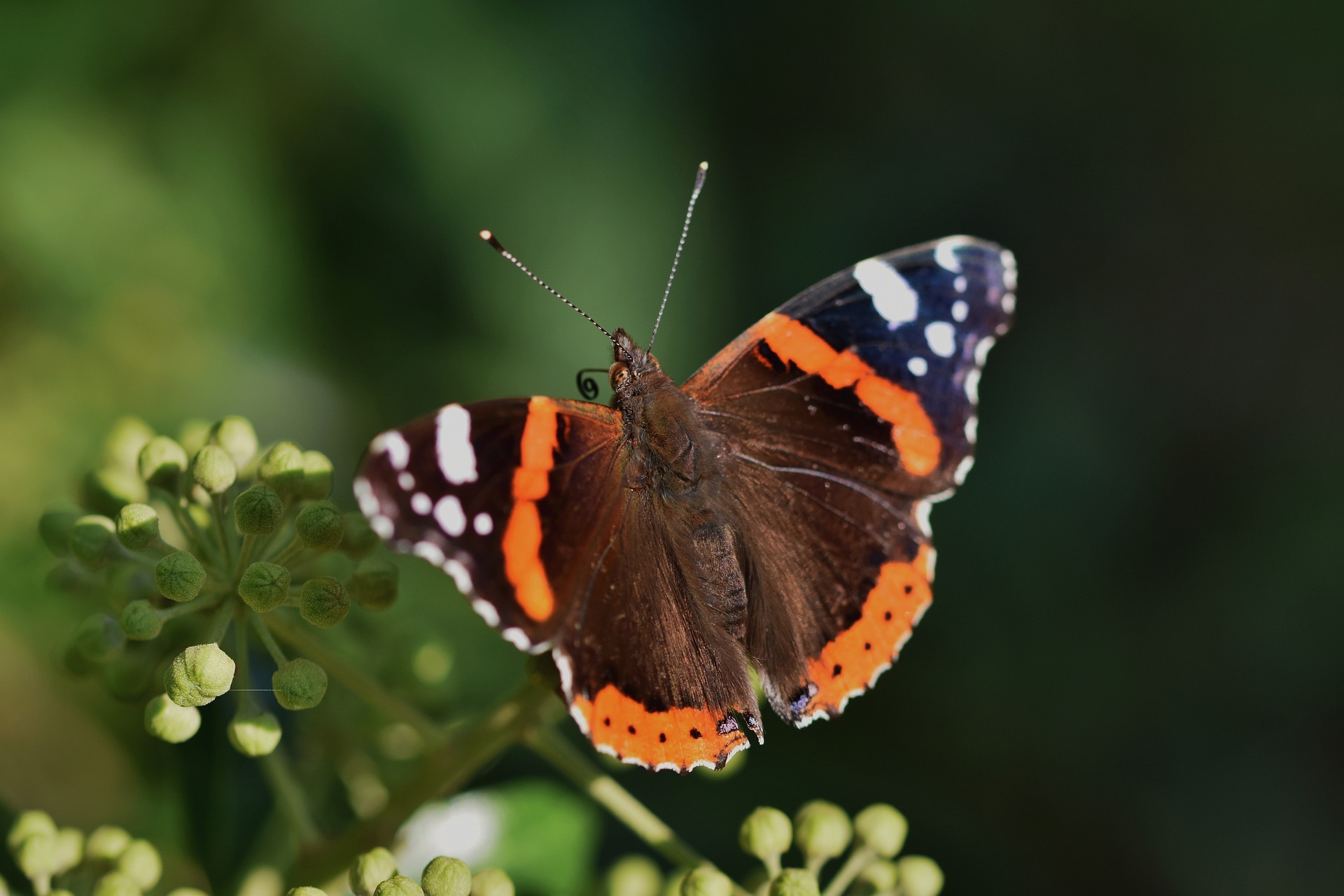 What is the spiritual significance of the red admiral butterfly