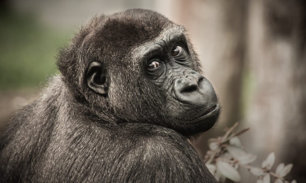 What does it mean to dream about a gorilla