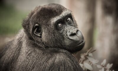 What does it mean to dream about a gorilla