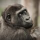 What does it mean to dream about a gorilla