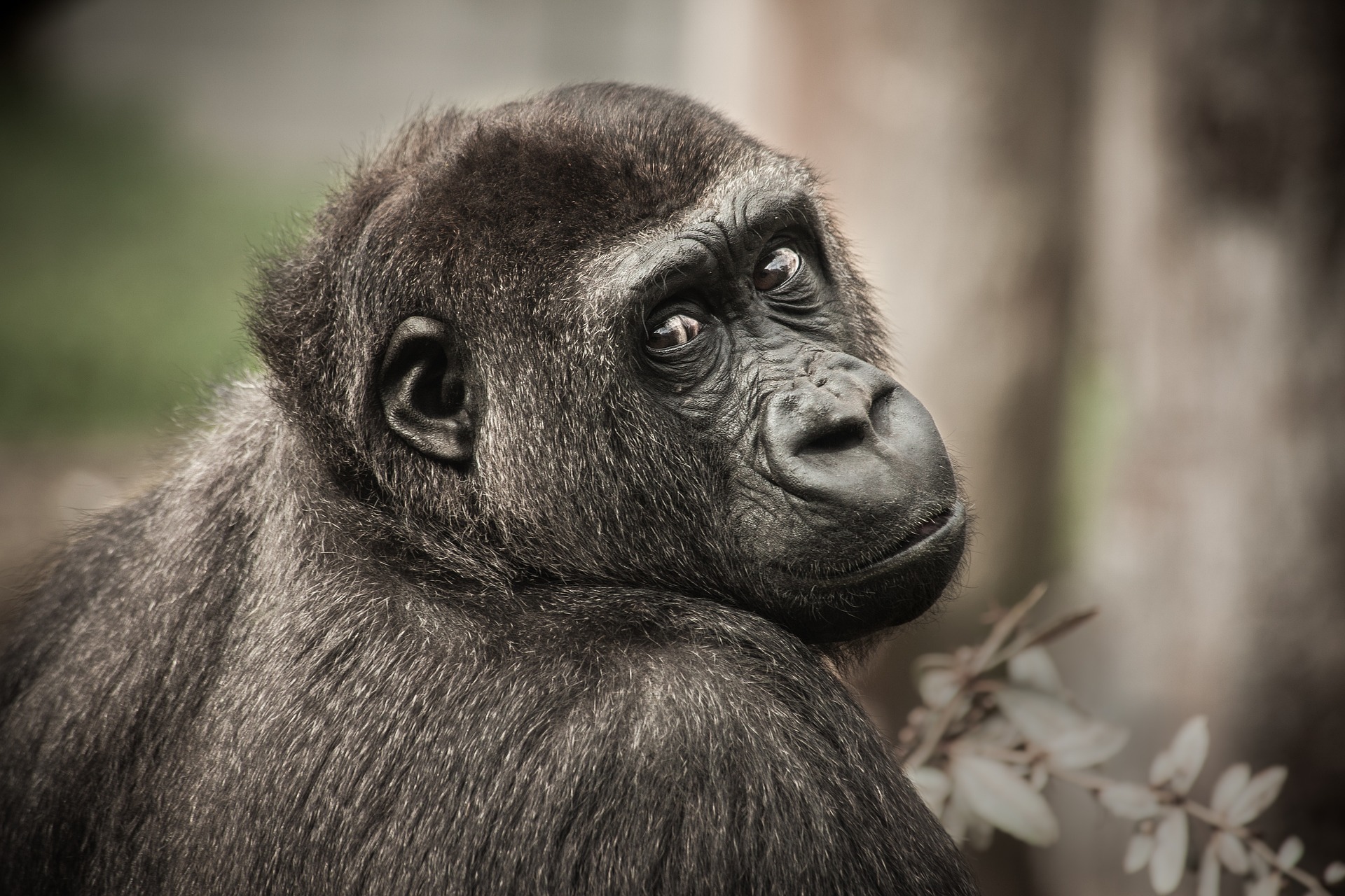 What does it mean to dream about a gorilla