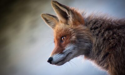 Mean Spiritually When A Fox Crosses Your Path (2)