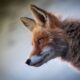 Mean Spiritually When A Fox Crosses Your Path (2)