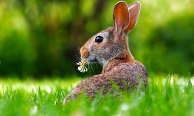 Rabbit Crosses Your Path The Spiritual Symbolism (3)