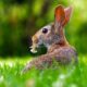 Rabbit Crosses Your Path The Spiritual Symbolism (3)