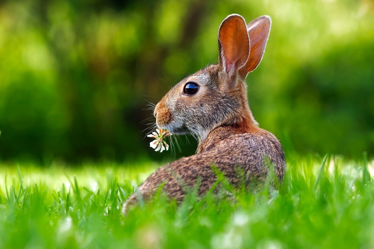 Rabbit Crosses Your Path The Spiritual Symbolism (3)