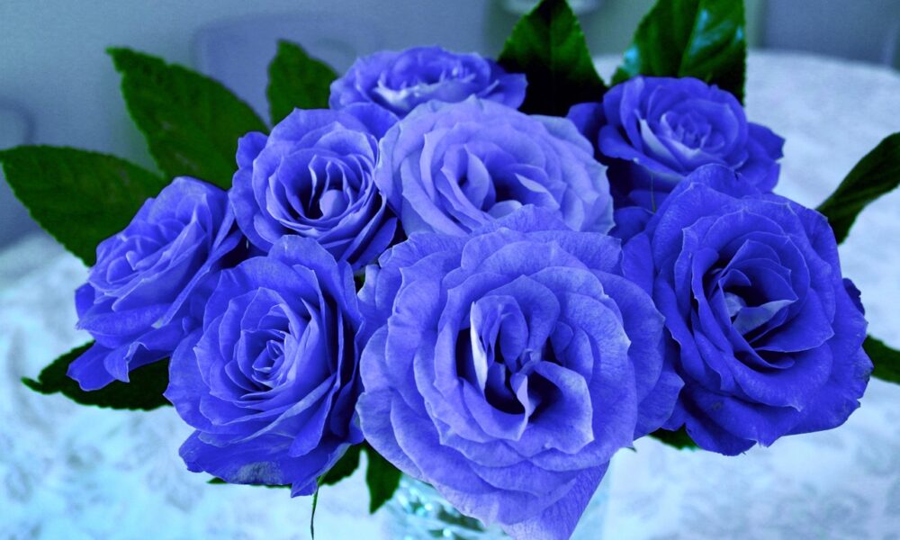 blue rose,blue,blue rose is,bright blue rose,blue rose songs,blue rose knows,the blue rose story,blue rose is cover version,blue rose is pam tillis,best cover blue rose is,blue rose is heidi hauge,blue rose is (musical recording),bluerose,team k 2nd stage seishungirls blue rose(teamk version),#bluerosetarot,folk/blues,teaser,yourself,#yourperson,ger,online series,rose,beer,true,flower research,water,black,cover,#personalreading