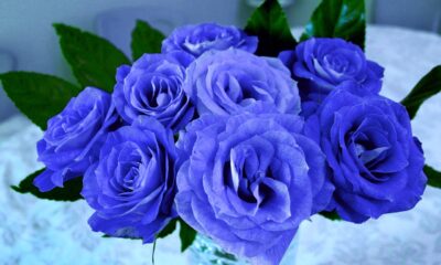 blue rose,blue,blue rose is,bright blue rose,blue rose songs,blue rose knows,the blue rose story,blue rose is cover version,blue rose is pam tillis,best cover blue rose is,blue rose is heidi hauge,blue rose is (musical recording),bluerose,team k 2nd stage seishungirls blue rose(teamk version),#bluerosetarot,folk/blues,teaser,yourself,#yourperson,ger,online series,rose,beer,true,flower research,water,black,cover,#personalreading