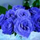 blue rose,blue,blue rose is,bright blue rose,blue rose songs,blue rose knows,the blue rose story,blue rose is cover version,blue rose is pam tillis,best cover blue rose is,blue rose is heidi hauge,blue rose is (musical recording),bluerose,team k 2nd stage seishungirls blue rose(teamk version),#bluerosetarot,folk/blues,teaser,yourself,#yourperson,ger,online series,rose,beer,true,flower research,water,black,cover,#personalreading