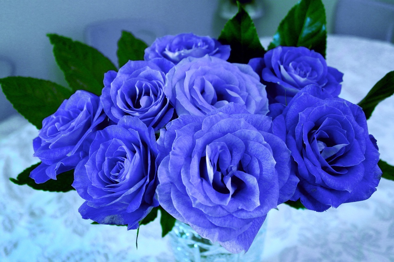 blue rose,blue,blue rose is,bright blue rose,blue rose songs,blue rose knows,the blue rose story,blue rose is cover version,blue rose is pam tillis,best cover blue rose is,blue rose is heidi hauge,blue rose is (musical recording),bluerose,team k 2nd stage seishungirls blue rose(teamk version),#bluerosetarot,folk/blues,teaser,yourself,#yourperson,ger,online series,rose,beer,true,flower research,water,black,cover,#personalreading