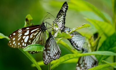 The Spiritual Significance of Butterflies (5)