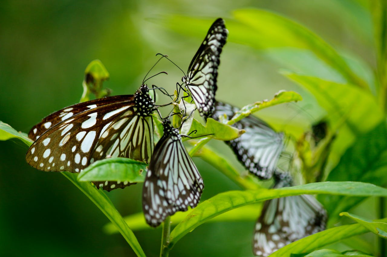 The Spiritual Significance of Butterflies (5)