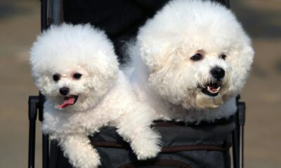 The Spiritual Significance of White Dogs Insights and Symbolism96
