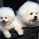 The Spiritual Significance of White Dogs Insights and Symbolism96