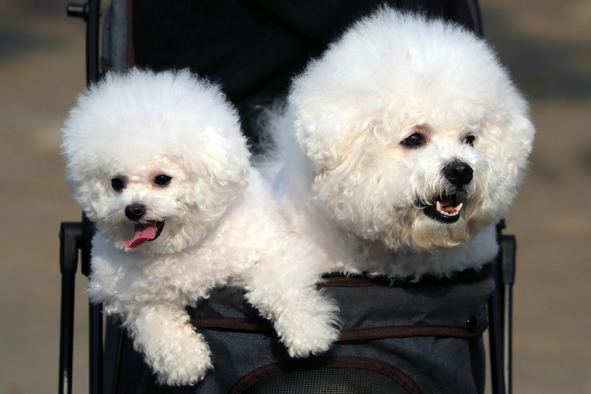 The Spiritual Significance of White Dogs Insights and Symbolism96
