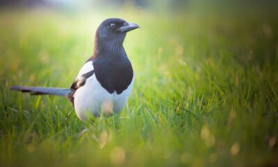 What is the Spiritual Significance of Magpies (4)