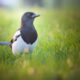 What is the Spiritual Significance of Magpies (4)