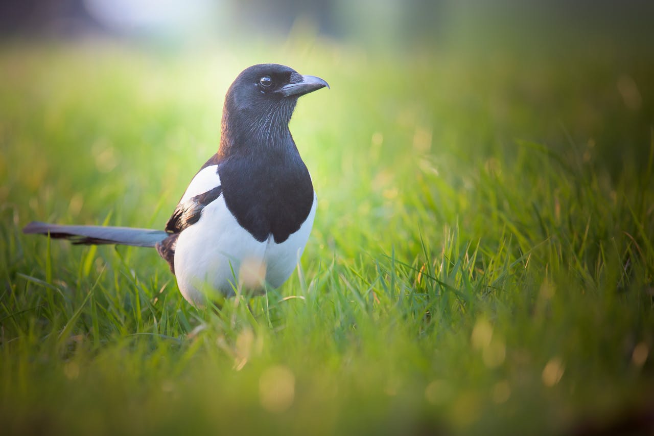 What is the Spiritual Significance of Magpies (4)