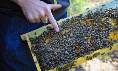 What is the spiritual significance of black bees?