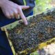 What is the spiritual significance of black bees?