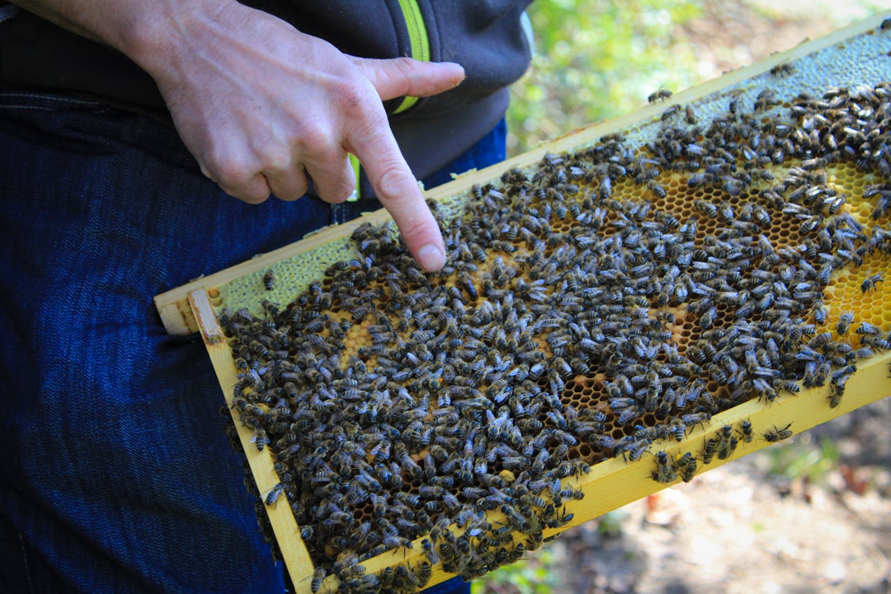 What is the spiritual significance of black bees?