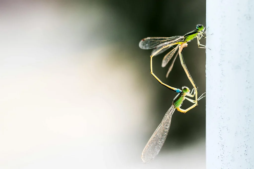 Exploring Dragonfly Symbolism and Meaning!