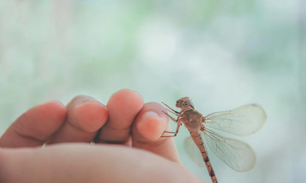 Exploring Dragonfly Symbolism and Meaning!