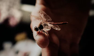 Exploring Dragonfly Symbolism and Meaning!