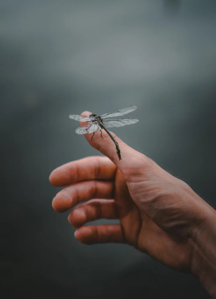 Exploring Dragonfly Symbolism and Meaning!